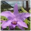 Cattleya bowringiana var. coerulea